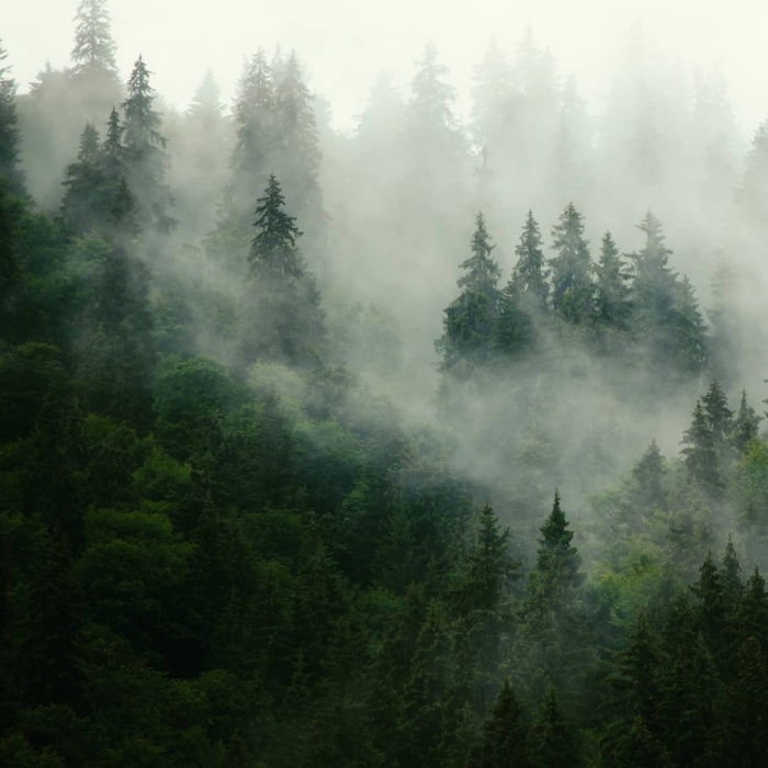 Аффреско туманный лес