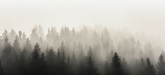 Foggy forest