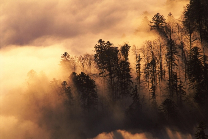 Лес природа