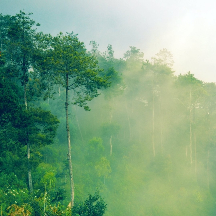 Тропические леса