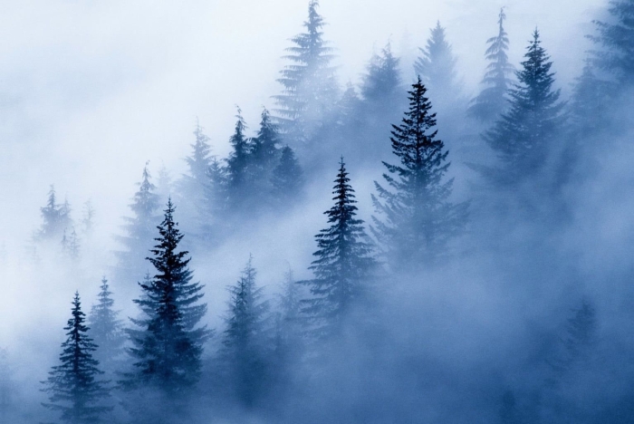 Ели в тумане