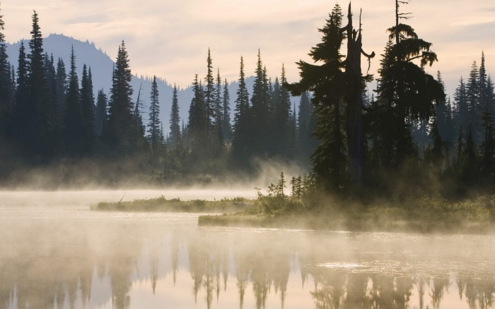 Лес озеро туман