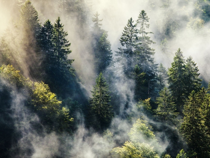 Smoky forest