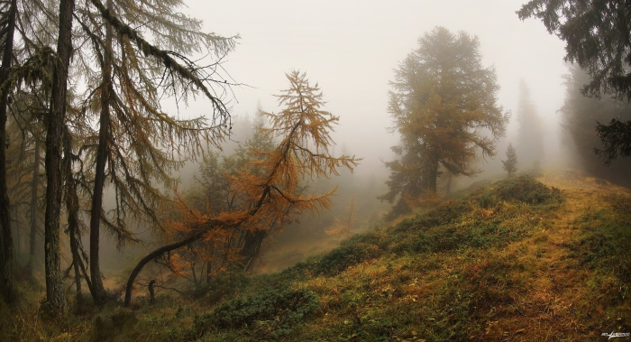 Осень туман