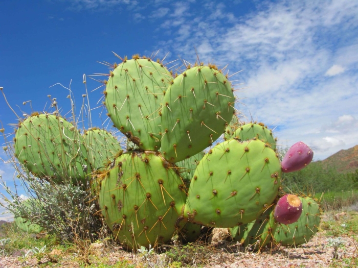Prickly pear cactus