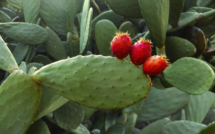 Опунция индийская opuntia ficus-indica