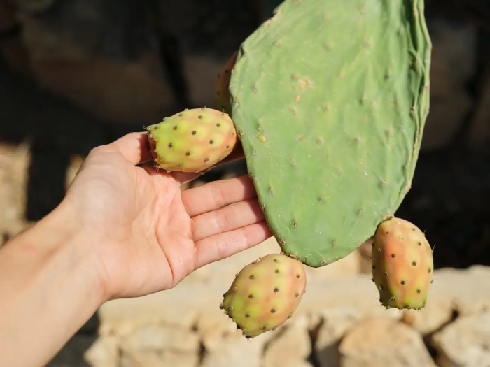 Опунция кактус кипр