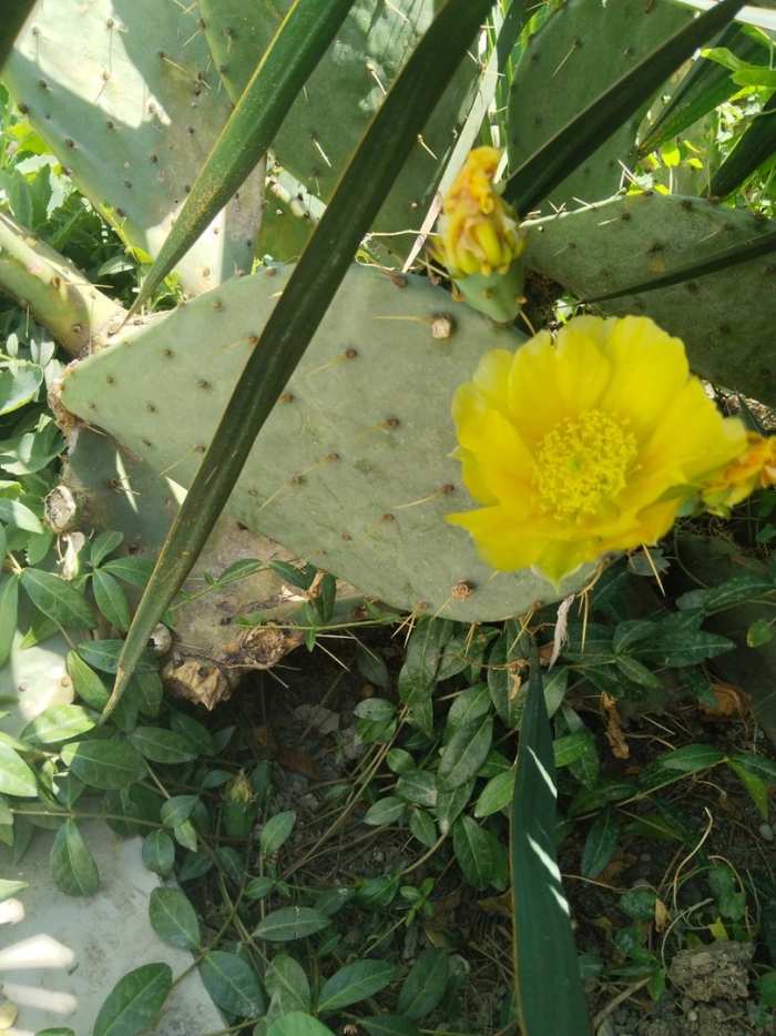 Кактус садовый опунция