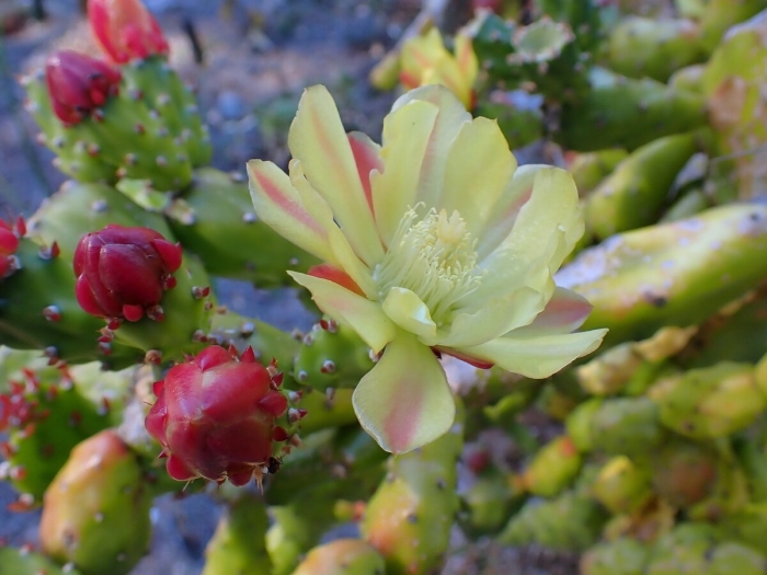 Опунция кактус