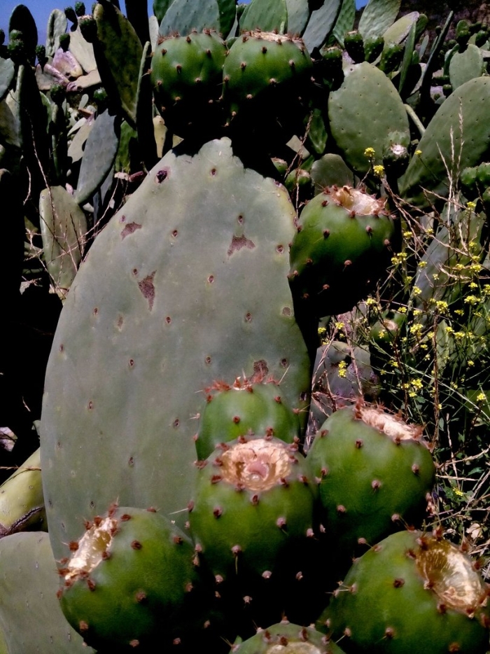 Кактусы опунция