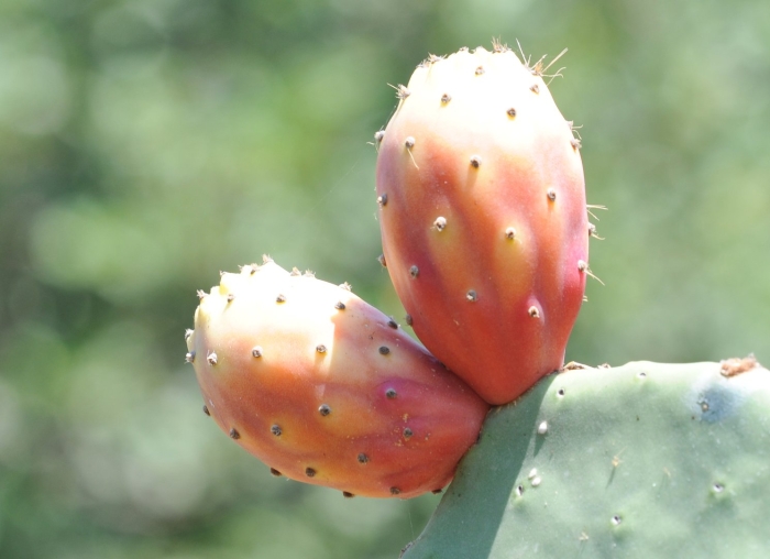 Опунция индийская инжирная