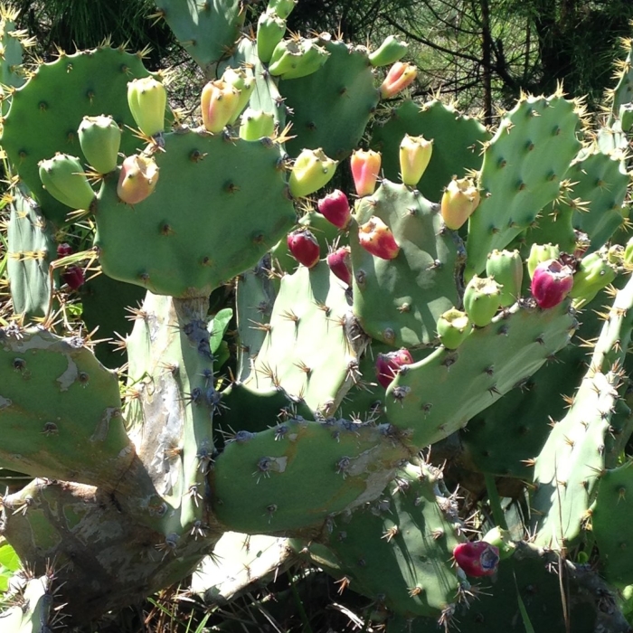 Кактус бразильская опунция