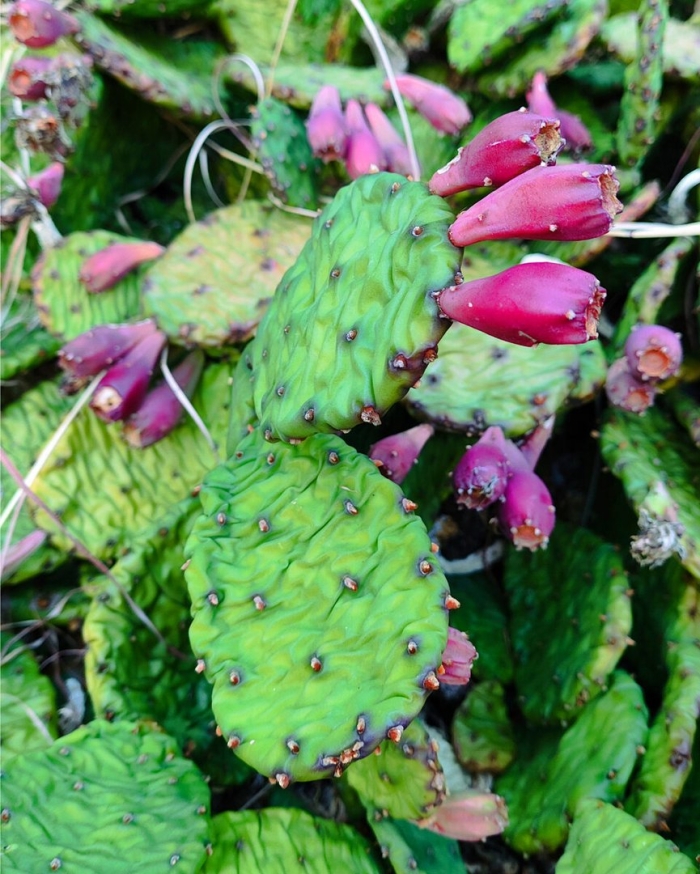 Крымский кактус опунция