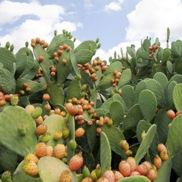 Опунция инжирная