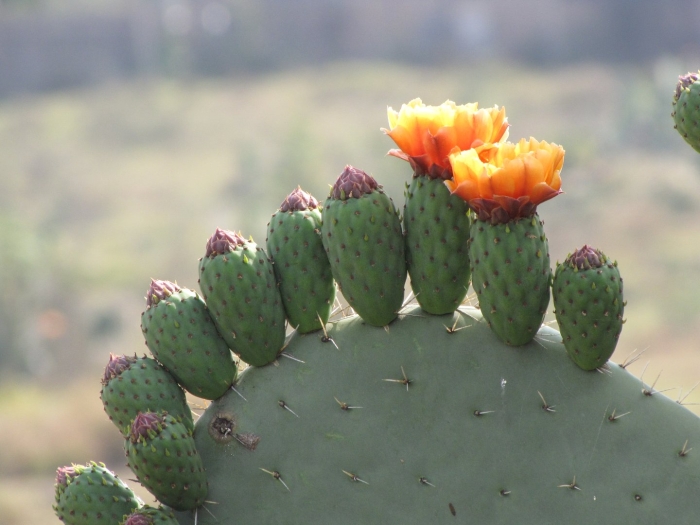 Опунция хуажопензис opuntia huajuapensis