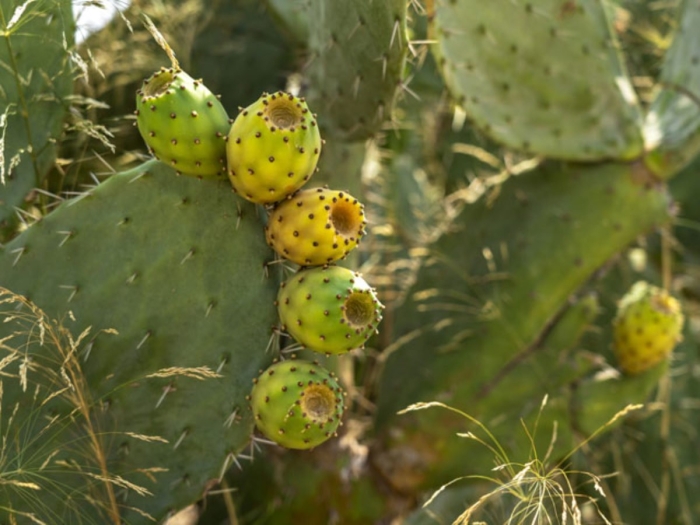 Опунция туна