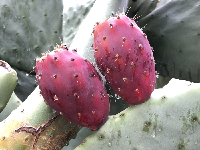 Opuntia pear tangiers