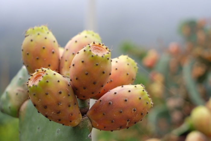 Опунция индийская инжирная