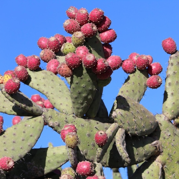Кактус опунция туна