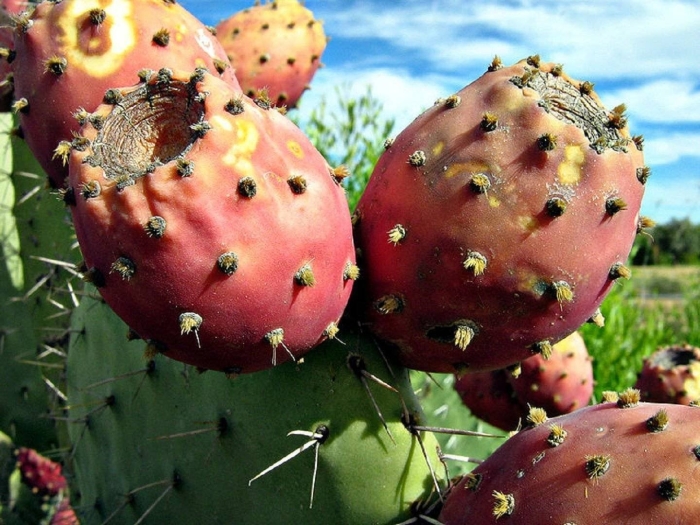 Фрукт prickly pear