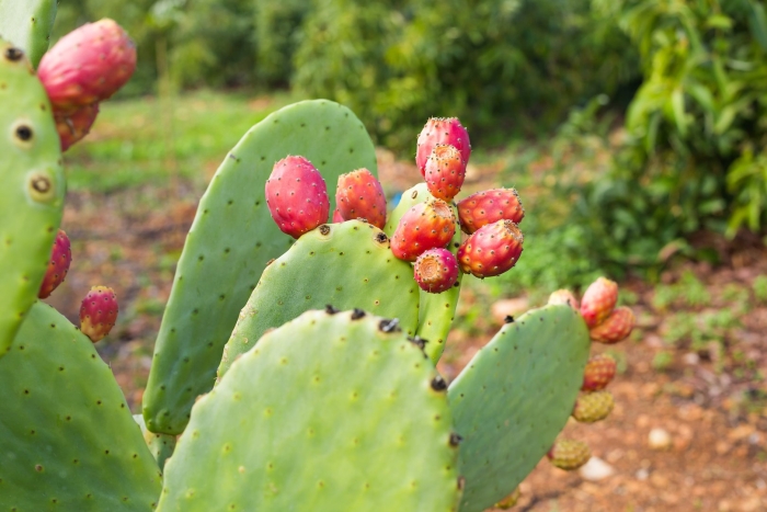 Opuntia ficus indica