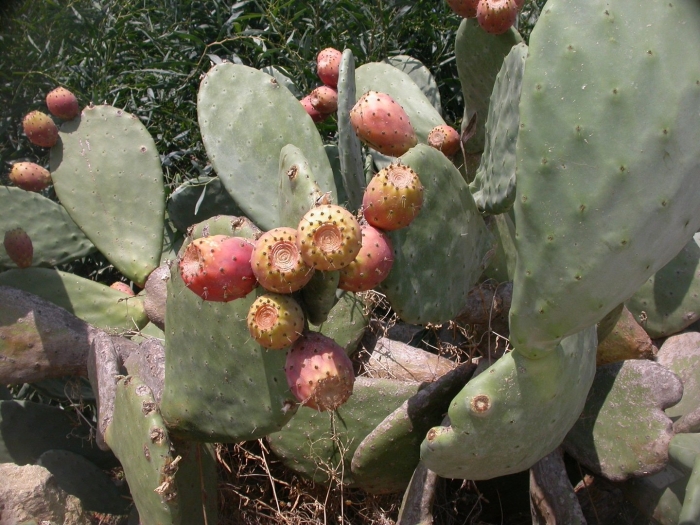Кактус опунция opuntia ficus indica