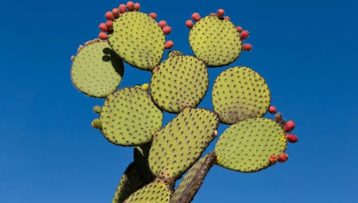 Кактус нопаль nopal