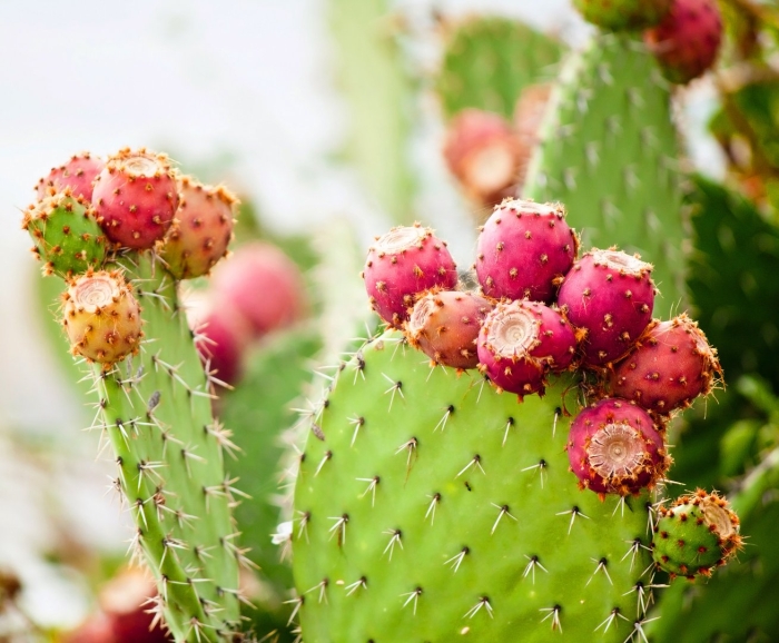 Prickly pear cactus