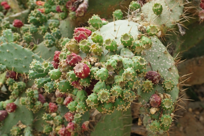 Опунция элатиор