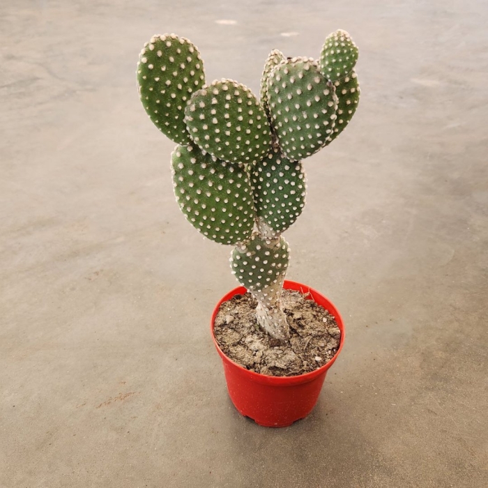 Опунция хумифуза