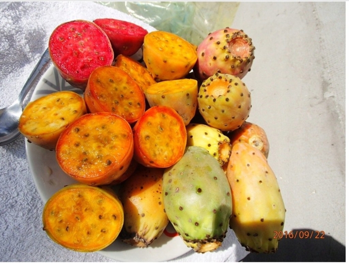 Опунция плод