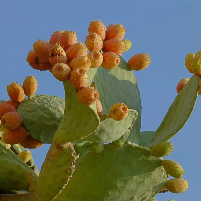 Опунция индийская инжирная