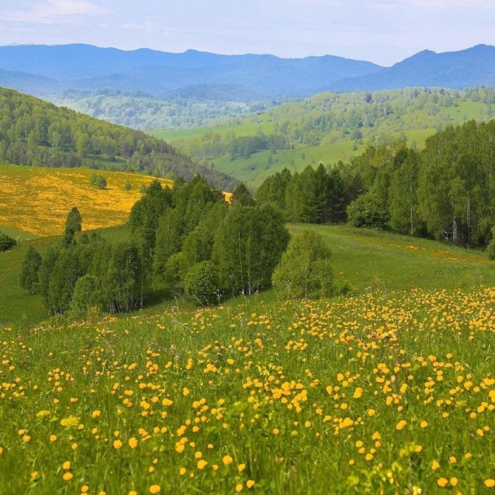 Алтайские поля