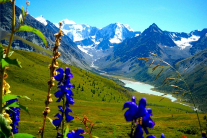 Белуха горный алтай