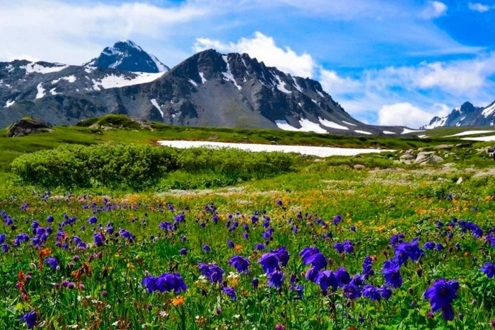 Катунский заповедник альпийские луга