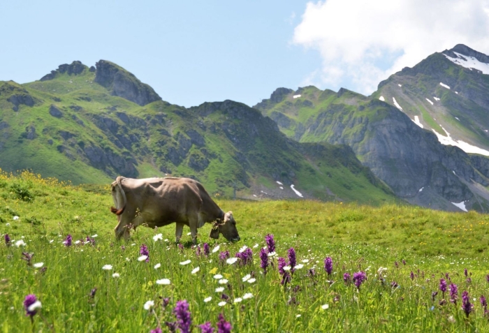 Коровы на альпийских лугах
