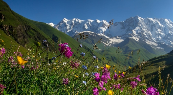 Тебердинский заповедник альпийские луга