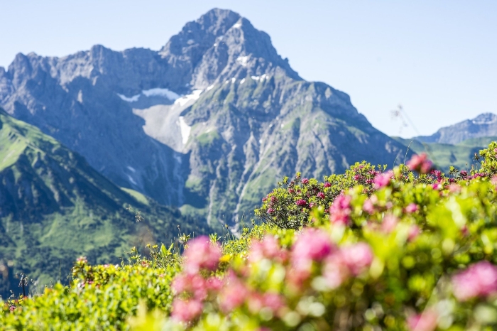 Долина рододендронов красная поляна