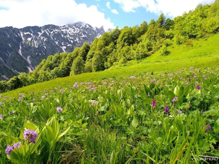 Альпийские луга абхазии