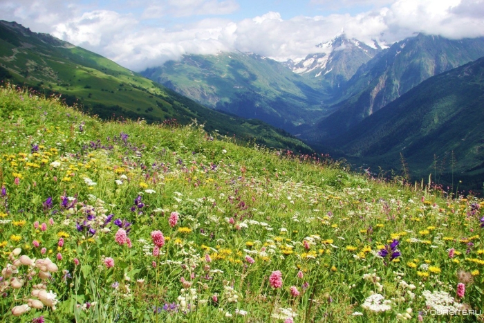 Альпийские луга красная поляна