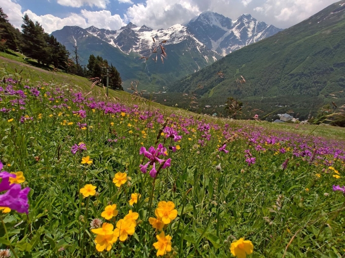 Приэльбрусье альпийские луга