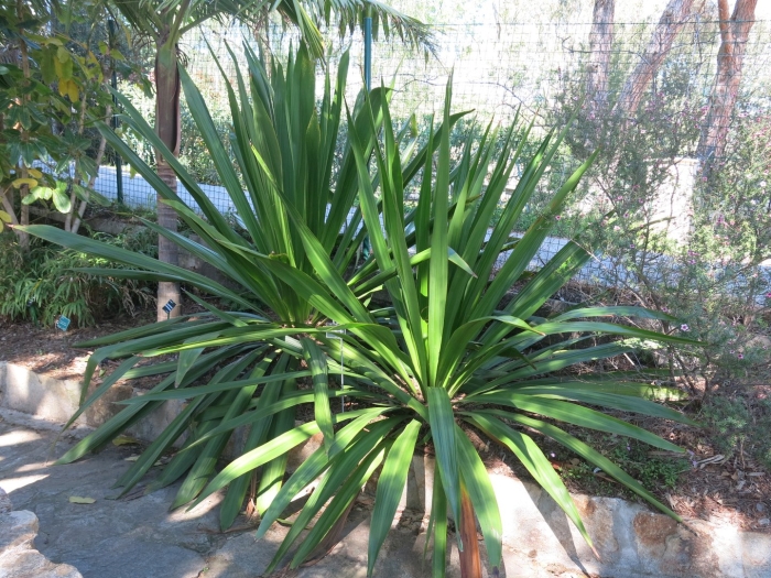 Дориантес пальмера doryanthes palmeri