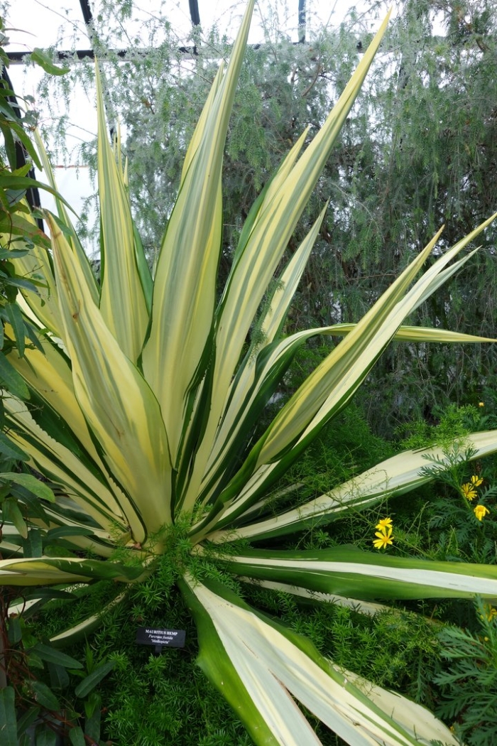 Агава фуркрея