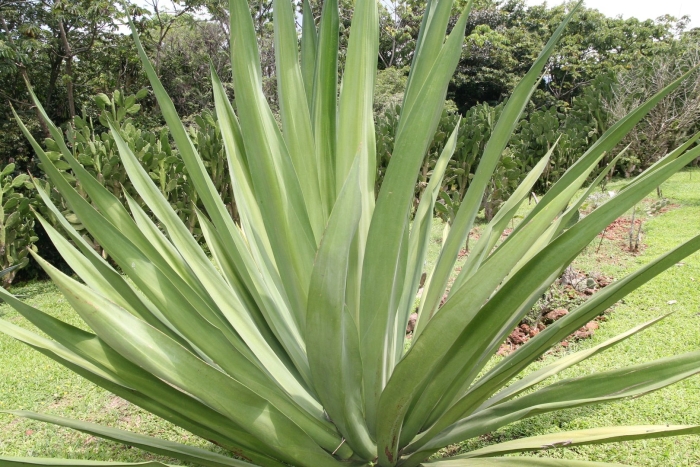 Furcraea cabuya
