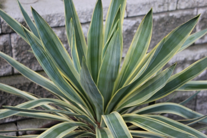 Yucca filamentosa variegata