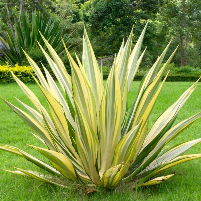 Furcraea gigantea