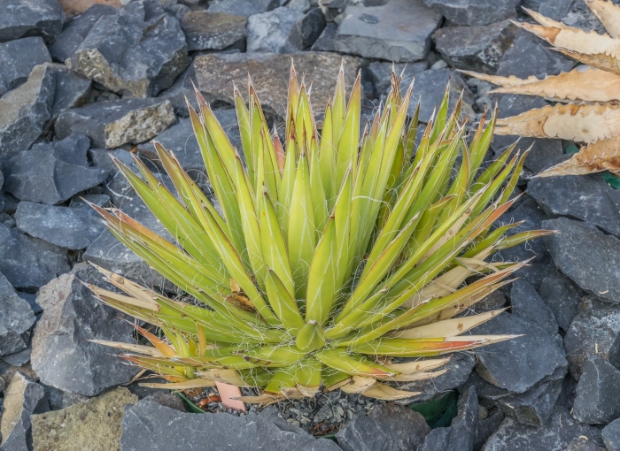 Agave toumeyana