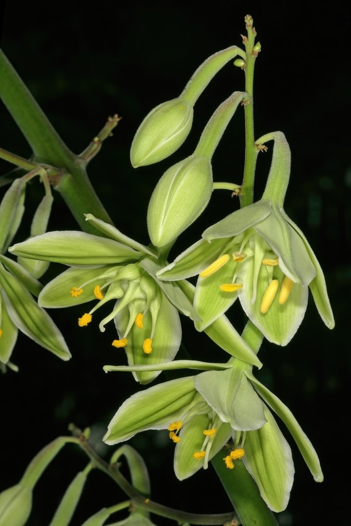 Furcraea hexapetala