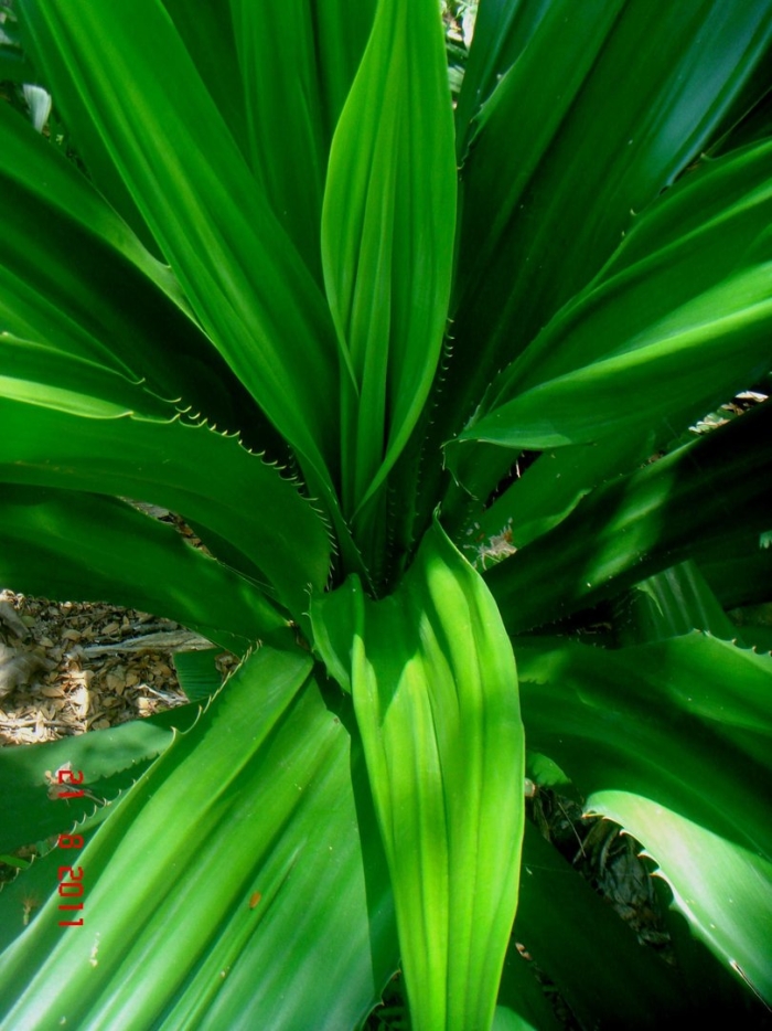 Pandanus amaryllifolius
