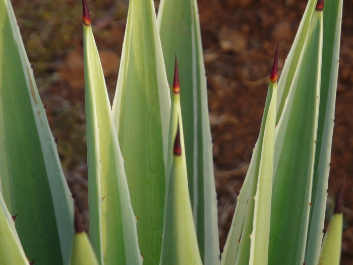 Agave macroacantha
